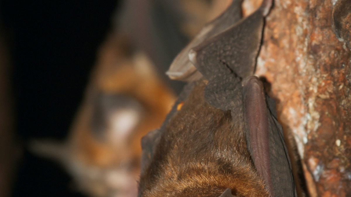 Intermediate horseshoe bat