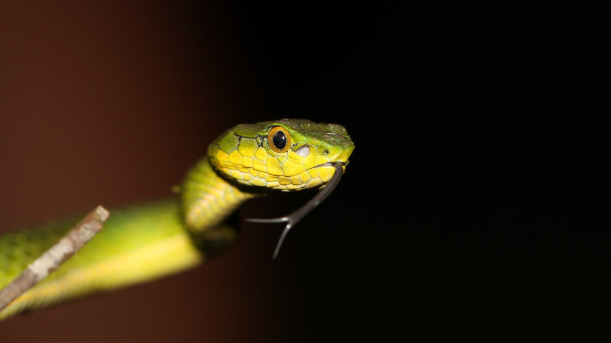 Large-scaled pit viper in the Western Ghats