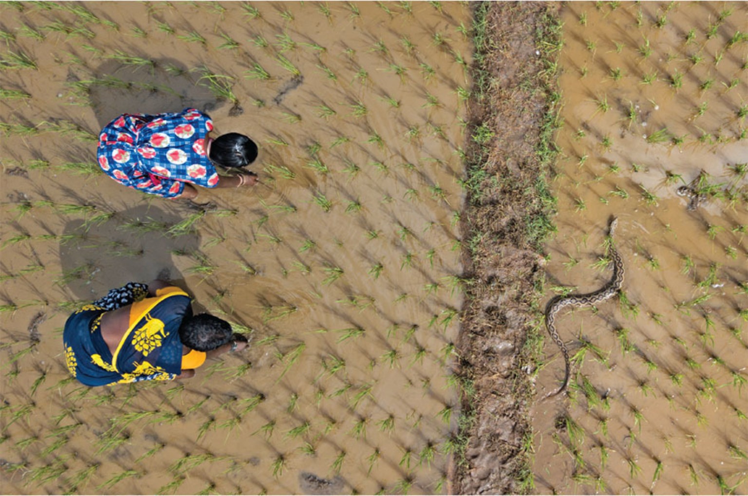 Overhead view of two women planting rice, with a snake on the other side of a raised field boundary